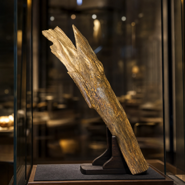 agarwood_display.png